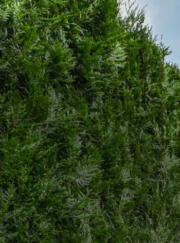 Person on Tripod ladder trimming bush.