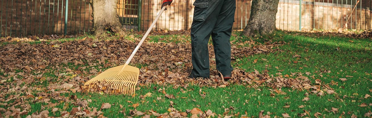 Person sweeping fallen leaves from the ground.